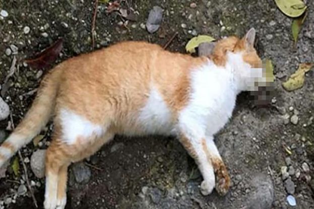 Gatto Morto