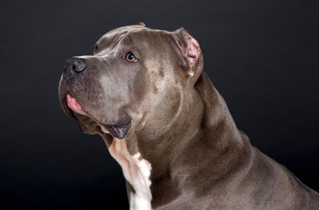 Pitbull