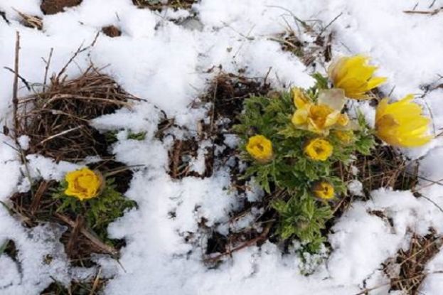 Adonis Fucensis