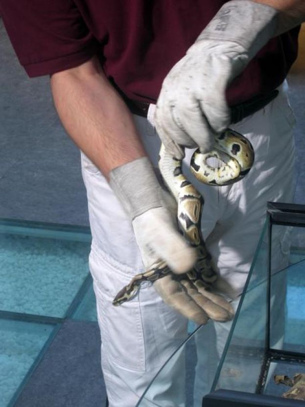 SERPENTE TROVATO TRA GLI SCAFFALI IN UN NEGOZIO A MONTESILVANO