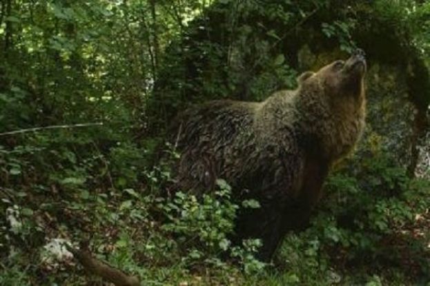 Orso