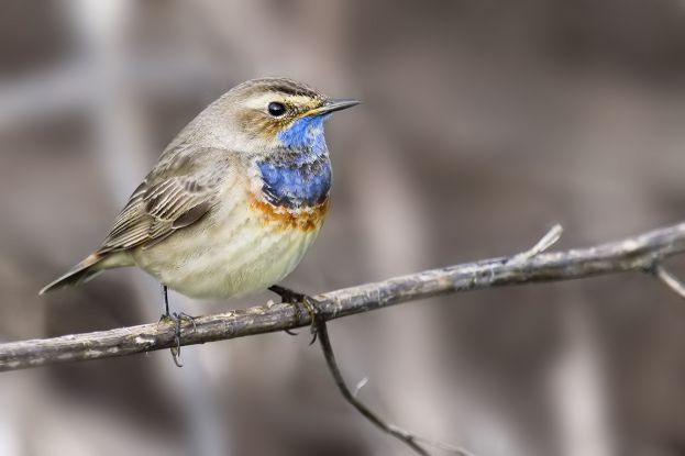 RARO UCCELLO EURO-ASIATICO FOTOGRAFATO NEL PARCO NAZIONALE D'ABRUZZO