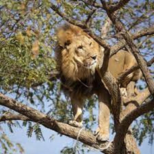Leone