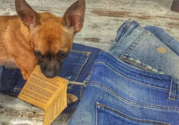 DALL'ABRUZZO ARRIVA IL PRIMO JEANS "VEGANO"