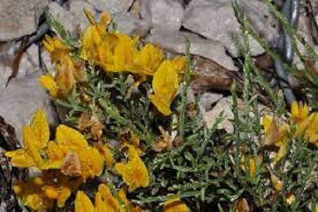 Ginestre