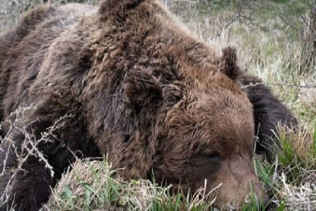 Orso