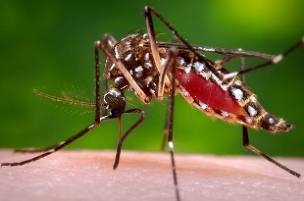 ZIKA, IL VIRUS CHE COLPISCE I FETI ARRIVA IN ITALIA : QUATTRO CONTAGIATI.TORNAVANO DAL BRASILE