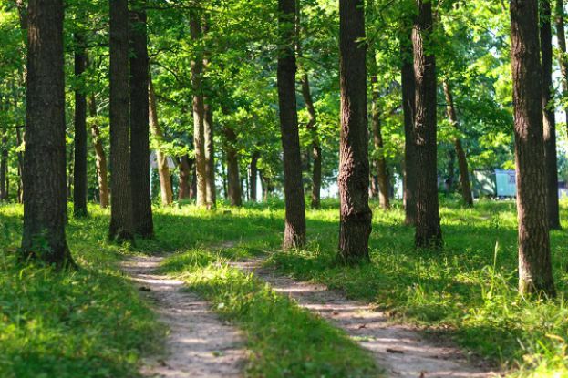 Foresta Demaniale