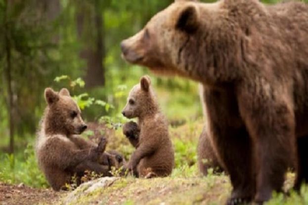 Cuccioli di Orsa