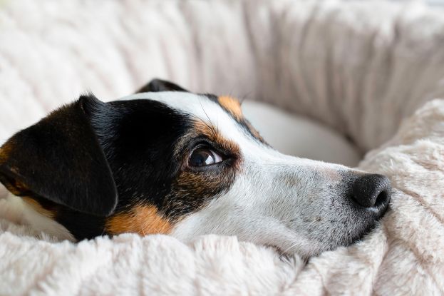 Jack Russel