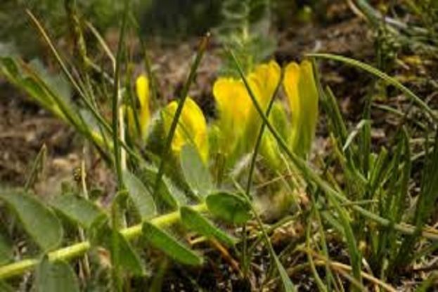 l’Astragalo nano (Astragalus exscapus)