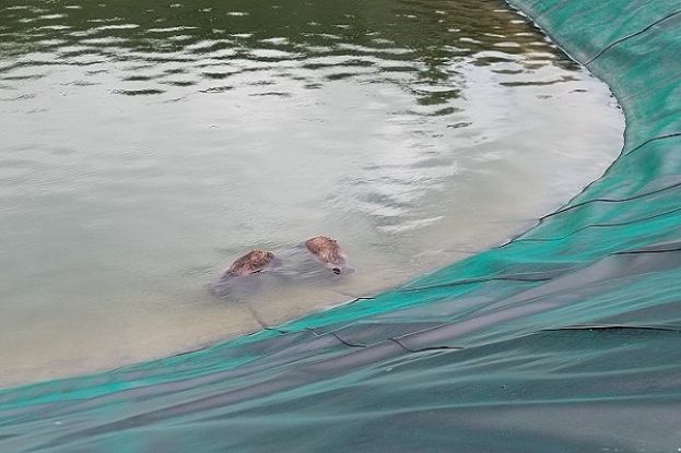 Cuccioli di orso