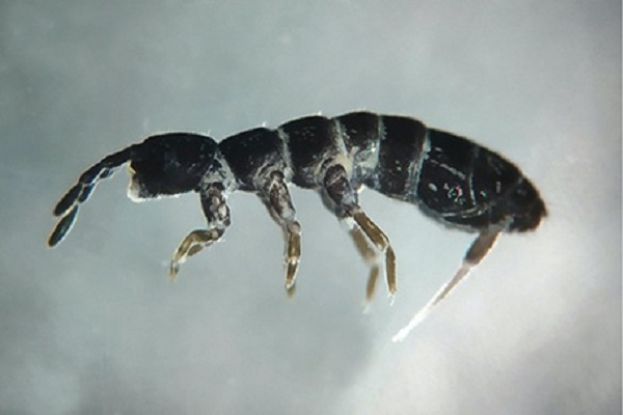 Nuova Specie