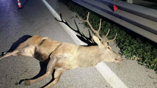 Cervo ucciso