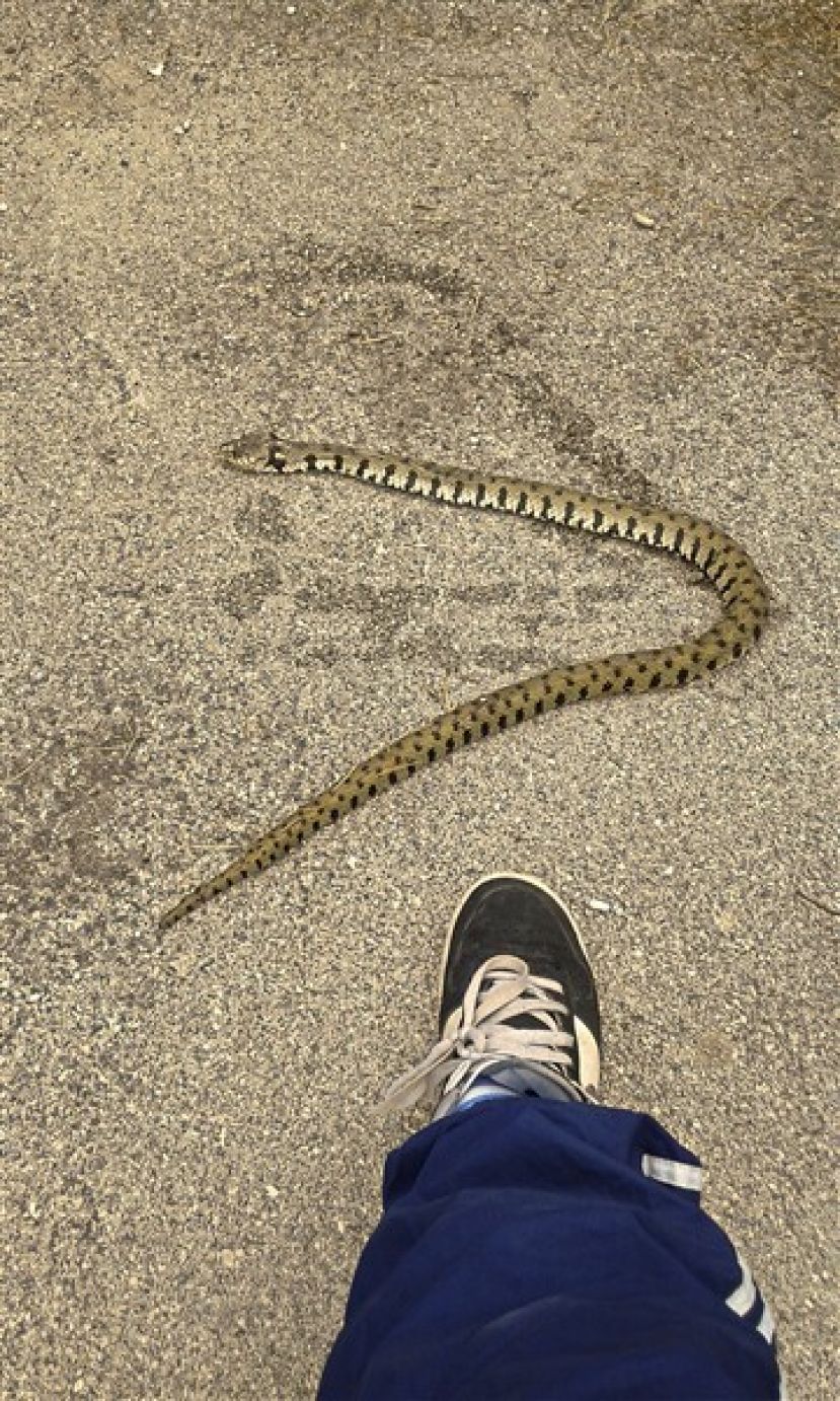 TRE GIOVANI STUDENTI CARSOLANI UCCIDONO UNA VIPERA IN VIA DEI MARSI(FOTO)