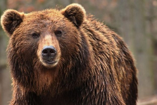 Orso Marsicano
