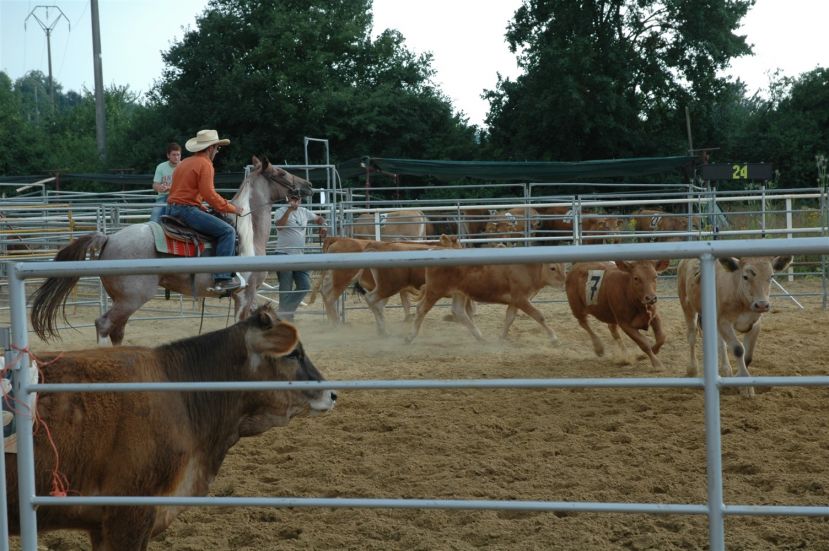 CARSOLI,2° TAPPA DEL CAMPIONATO REGIONALE DI "RANCH SORTING" OGGI ALL'AMERICAN HORSES DI MAURIZIO VINCENZI