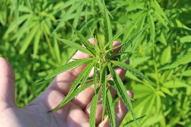Cannabis