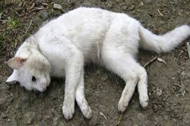 Gatto Morto