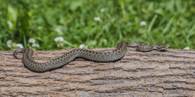 Vipera
