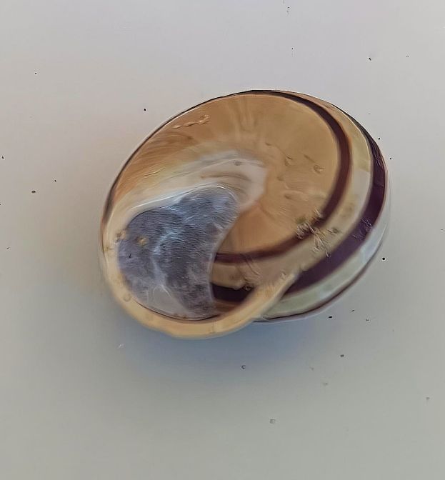 GUSCIO VUOTO DI UNA LUMACA
