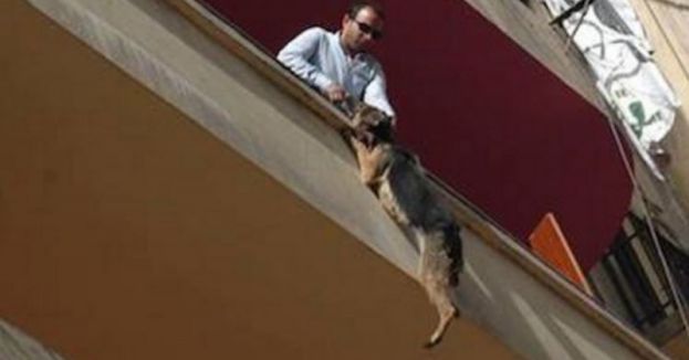 CANE RIMANE APPESO PIU' DI 5 ORE AL BALCONE. QUANDO GLI ANIMALISTI LO SOCCORRONO, RIMANGONO ESTERREFATTI