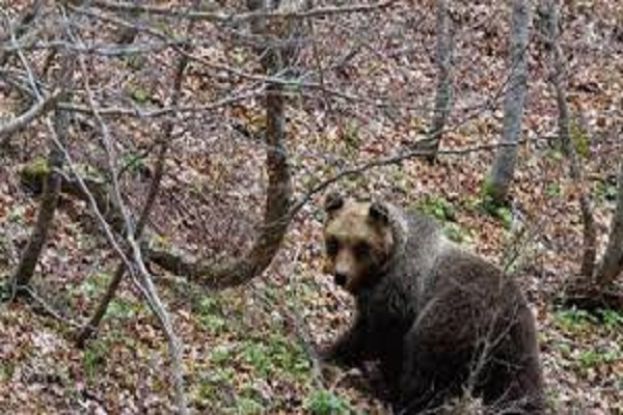 Orso Marsicano