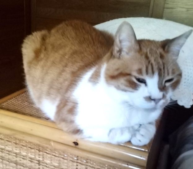 Gatto Ritrovato
