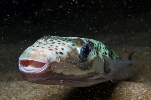 PESCE PALLA ARGENTEO