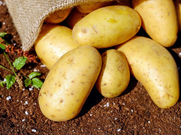 Patate del Fucino