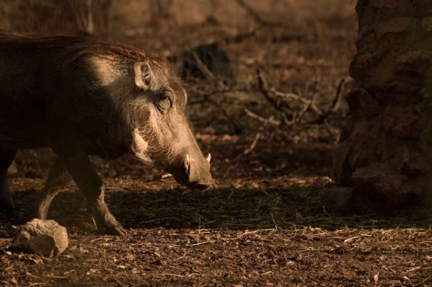 Cinghiale