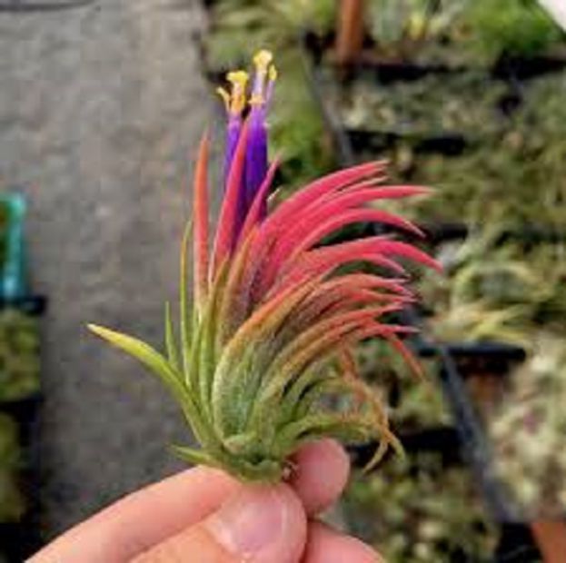 Piante D'Aria