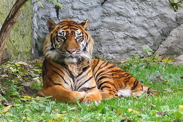 Tigre