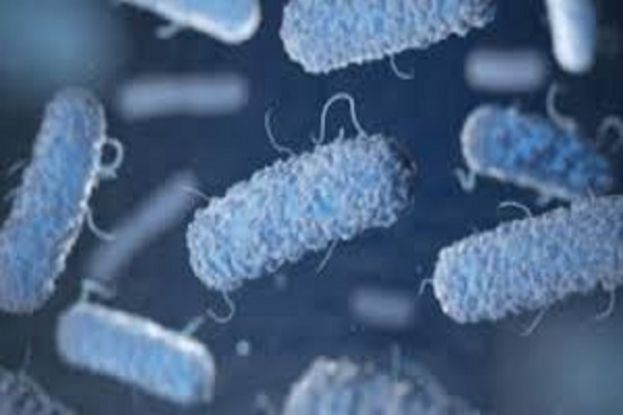 Legionella