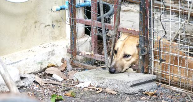Cane in Gabbia