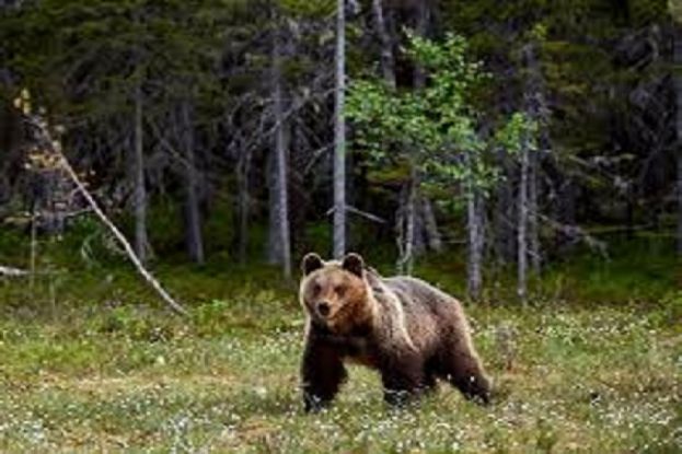 Orso marsicano
