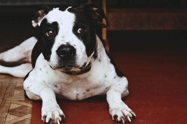 PITBULL