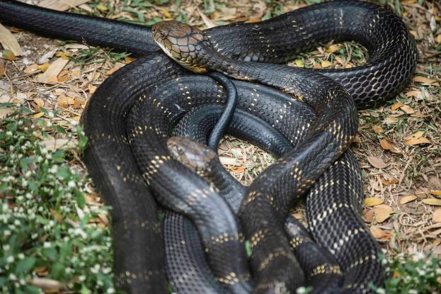 Cobra