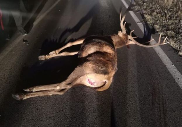 Cervo Ucciso