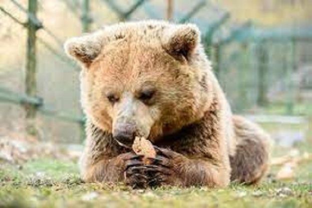Orso
