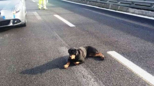 CARSOLI,CANE ABBANDONATO SULL'A24:E' DIVENTATO LA MASCOTTE DELLA POLIZIA STRADALE