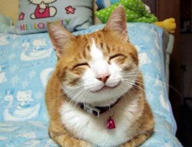 17 FEBBRAIO,GIORNATA MONDIALE DEL GATTO