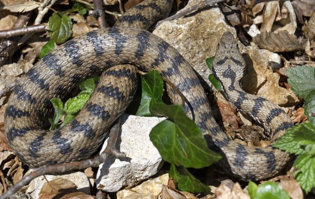 Vipera