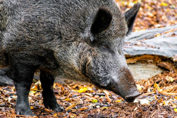 Cinghiale
