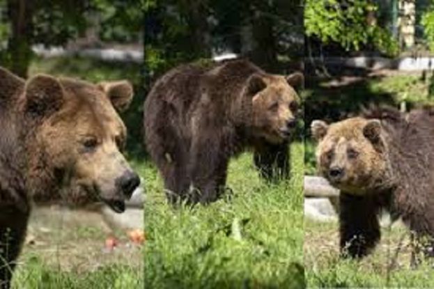 I tre orsi