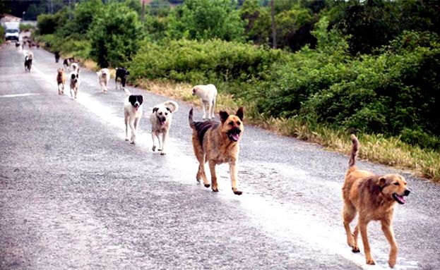 CARSOLI,E' ALLARME CANI RANDAGI:SCAMPATO INCIDENTE SULLA TIBURTINA VALERIA