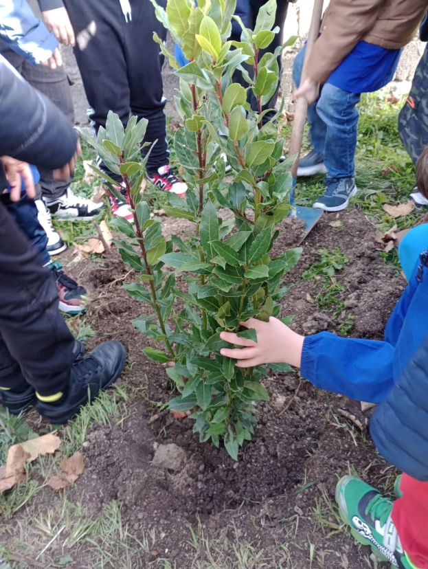 Albero Piantato