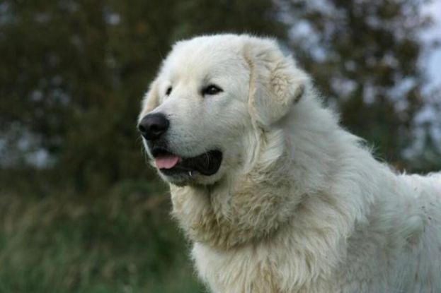 Pastore Maremmano Abruzzese
