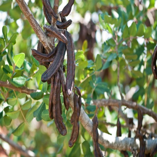 Carruba