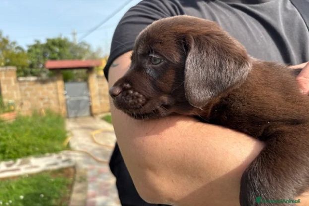 Cucciolo di Cane